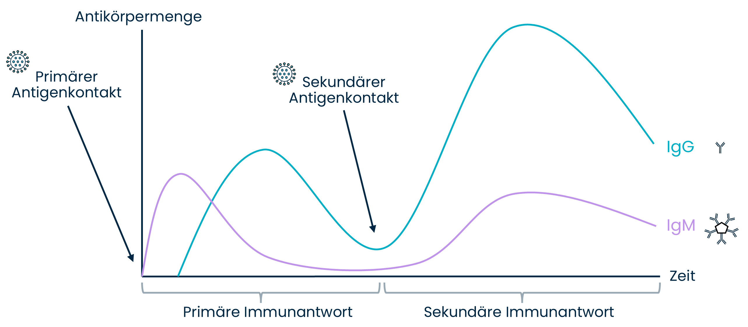 Grafik : Schematische Darstellung der primären und sekundären Immunantwort nach wiederholtem Antigenkontakt