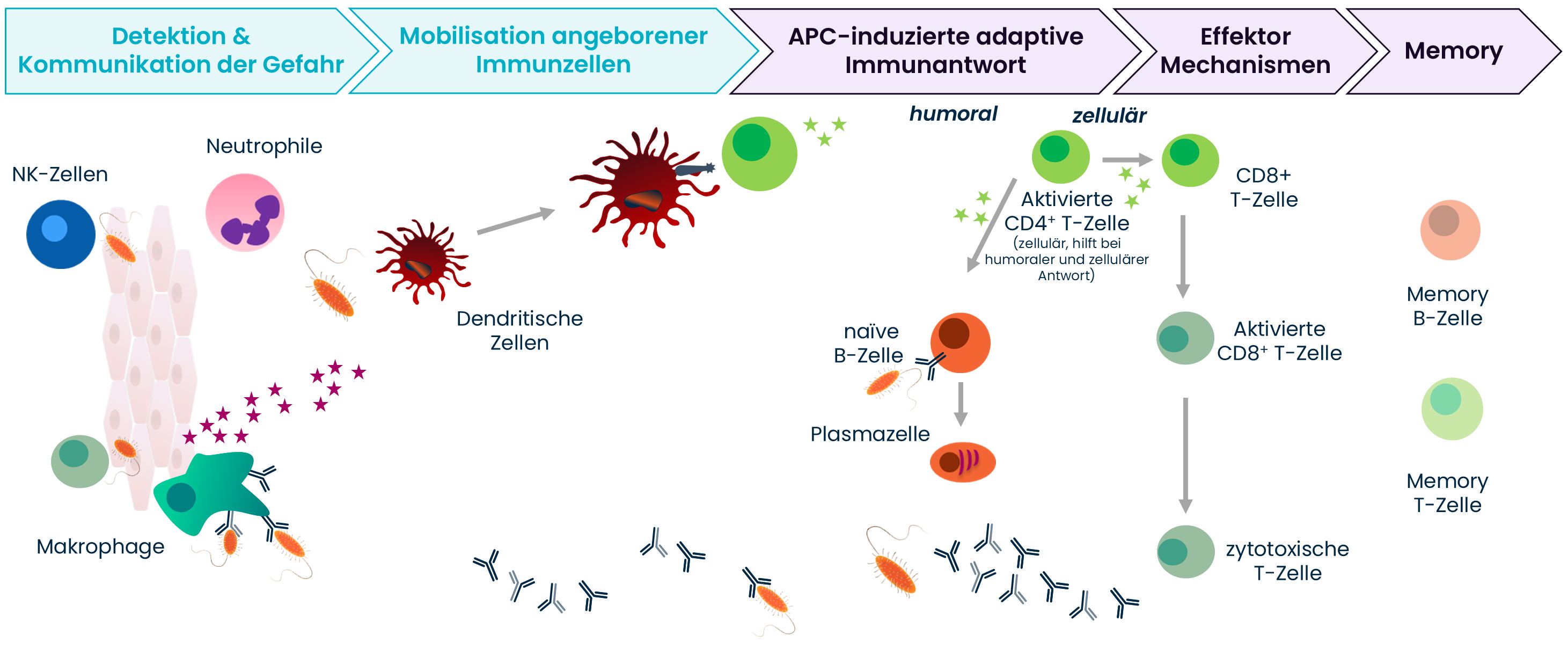 Grafik : Schematische Darstellung der wichtigsten Funktionen des Immunsystems sowie der daran beteiligten Zellen.