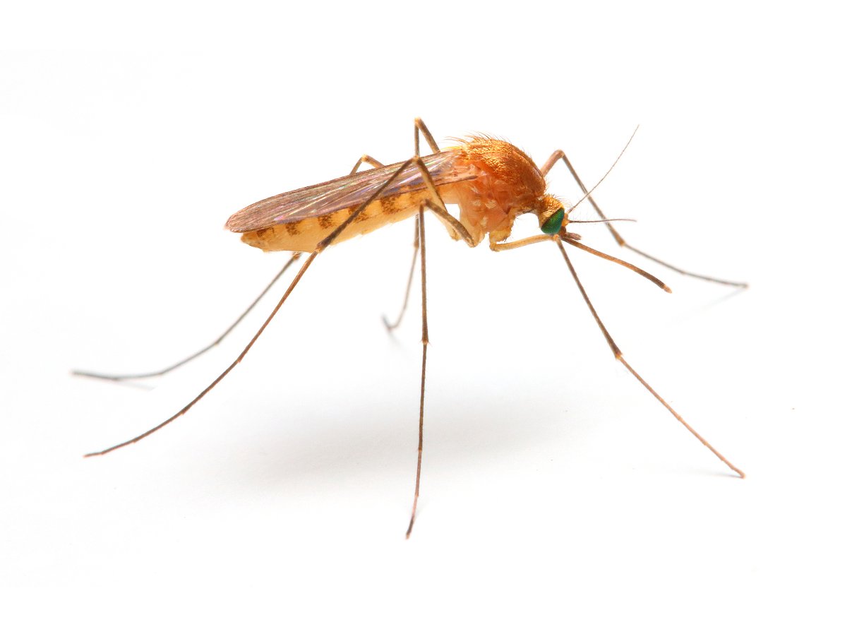 Malaria-Mücke