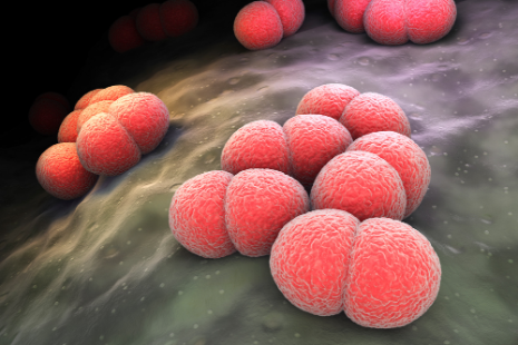 Neisseria meningitidis oder Meningococcus ist ein Bakterium, das Meningitis verursachen kann