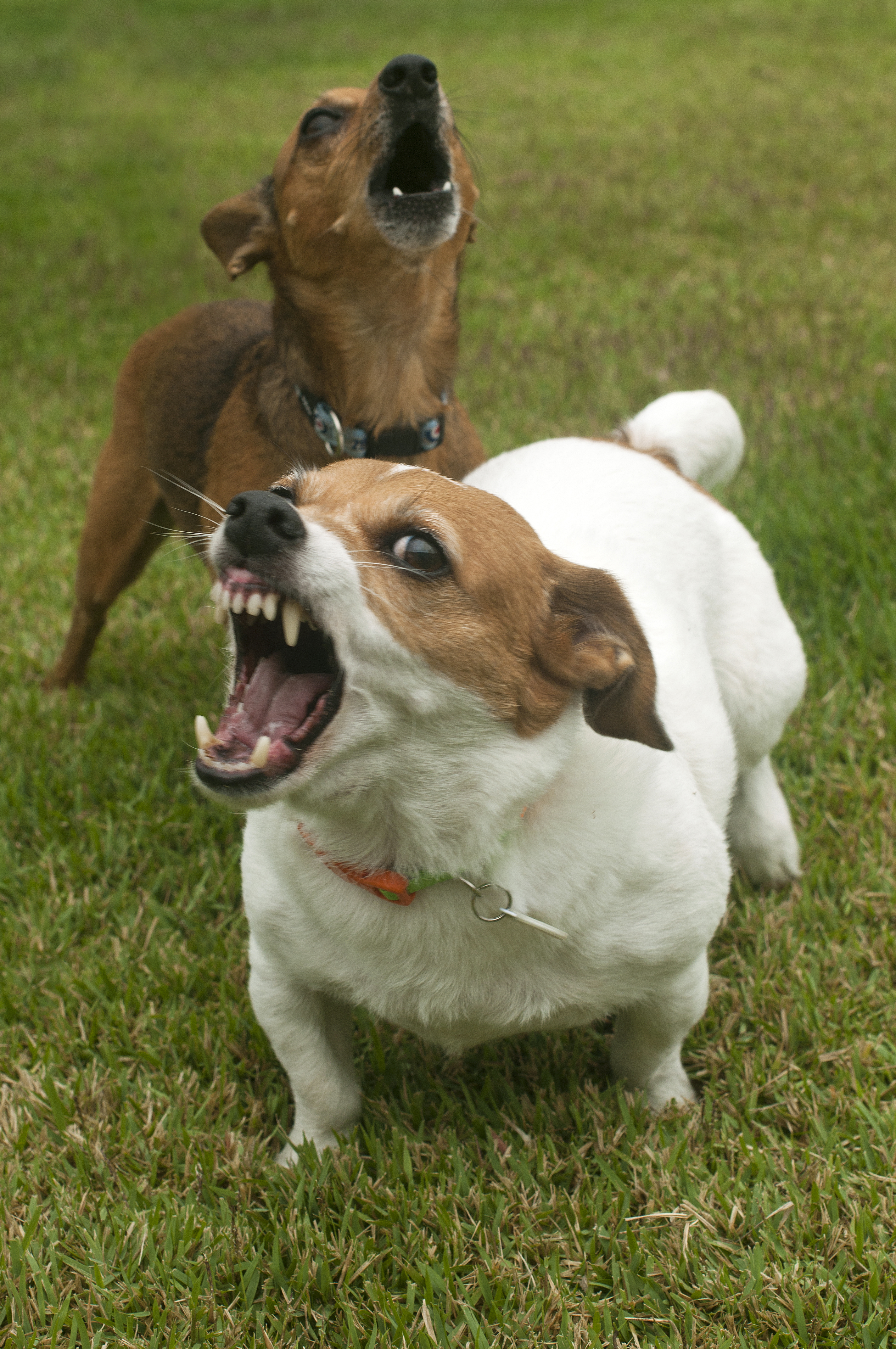 Aggressiv beißender Hund