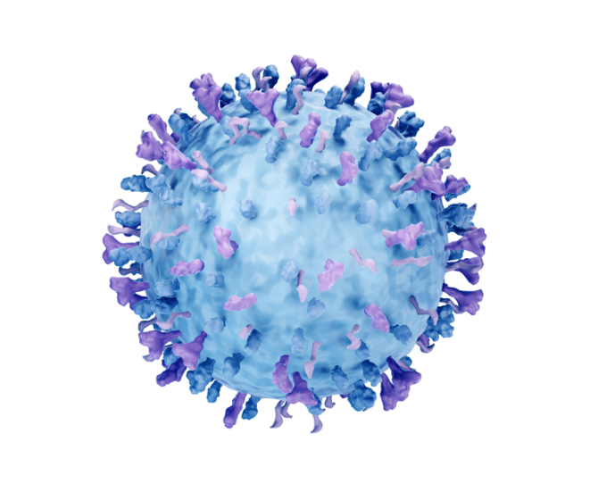Respiratory Syncytial Virus (RSV) 3D-Illustration