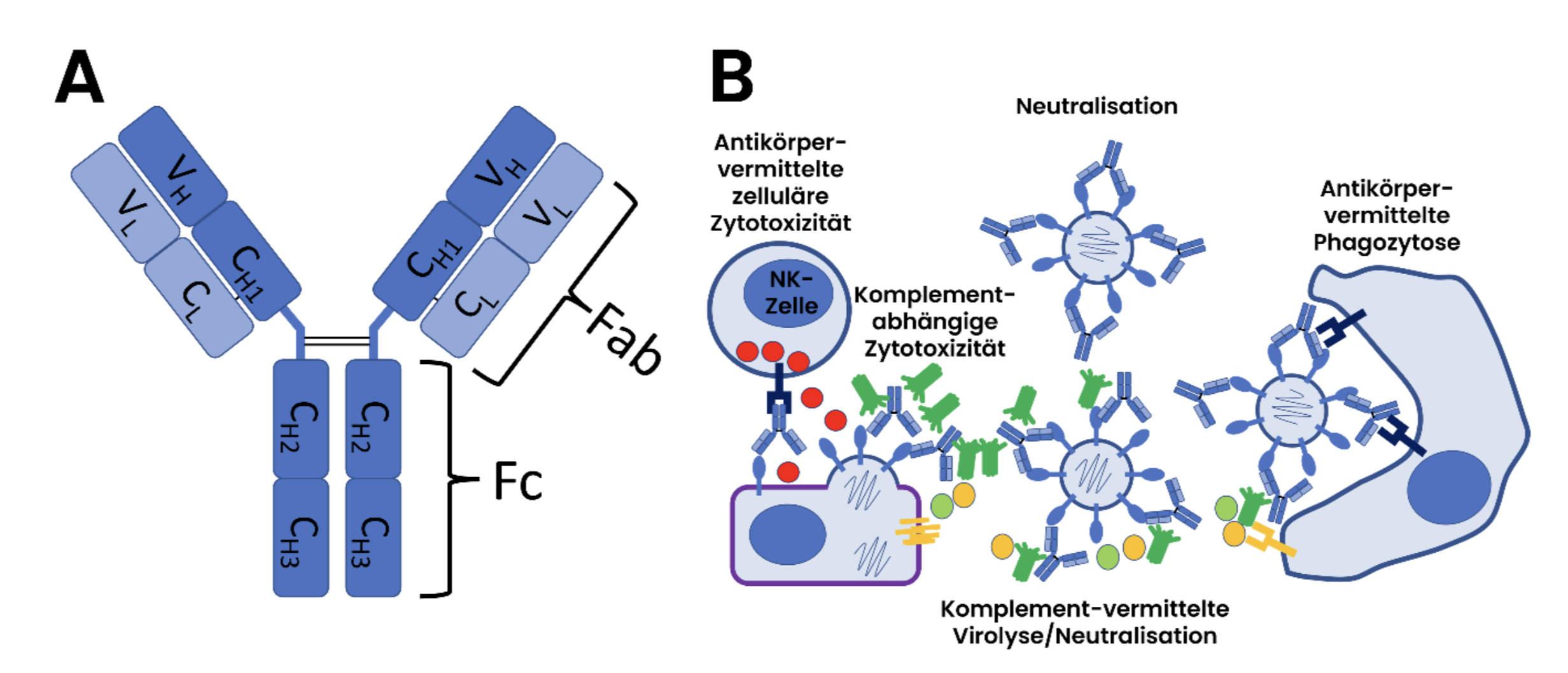 A) Struktur eines IgG Antikörpers. B) Schematische Darstellung antiviraler Effektorfunktionen durch Antikörper