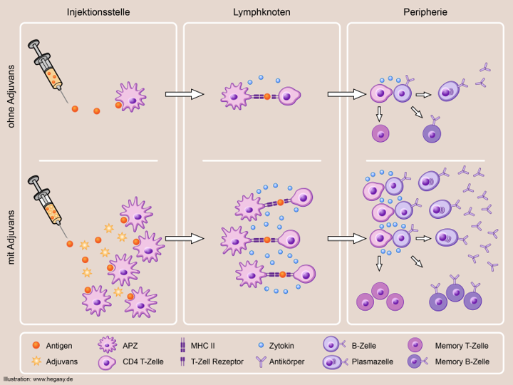 Schematische Darstellung der Wirkweise eines Normaldosis-Influenzaimpfstoffs ohne und mit Adjuvans