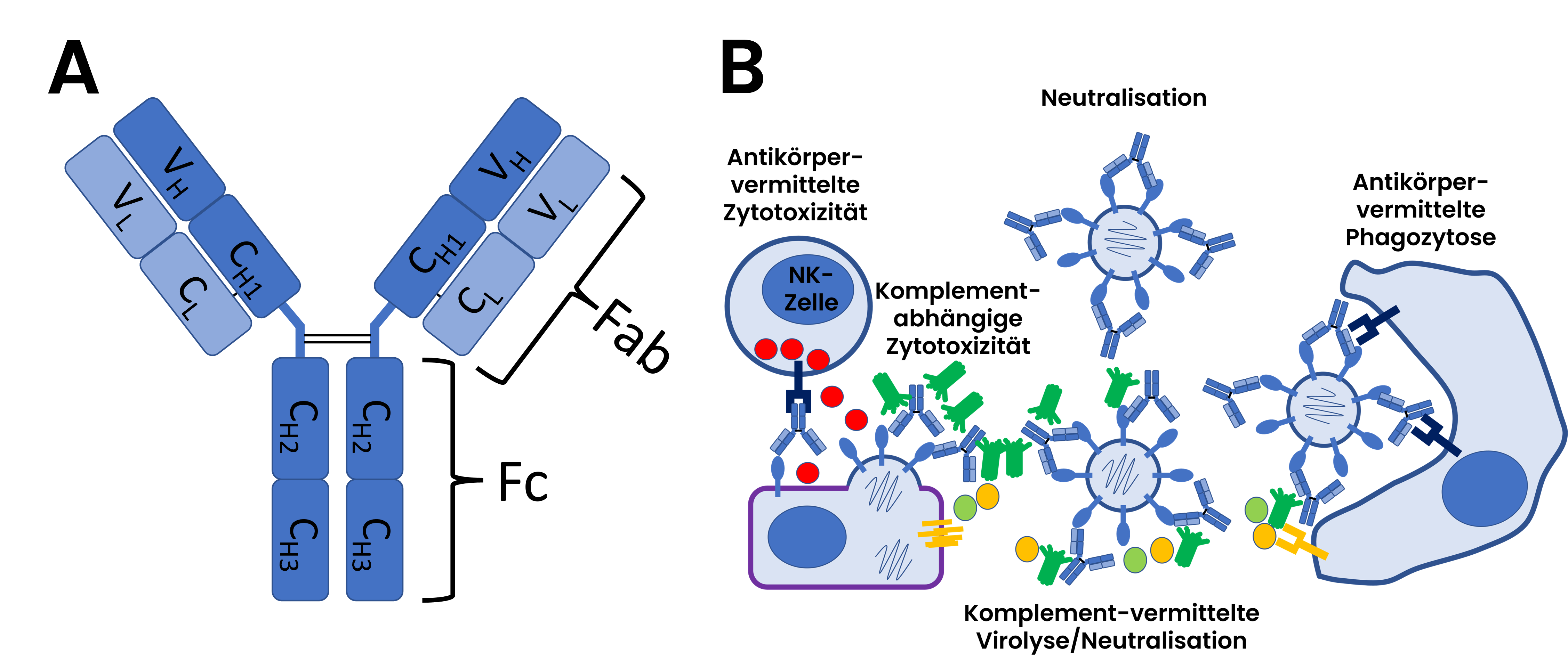 Grafik A) Struktur eines IgG Antikörpers. B) Schematische Darstellung antiviraler Effektorfunktionen durch Antikörper