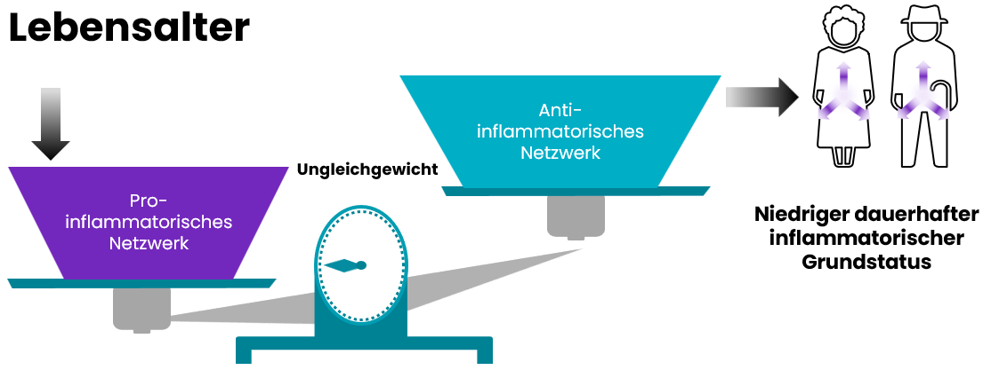 Relative Zunahme von Entzündungsprozessen mit zunehmendem Lebensalter