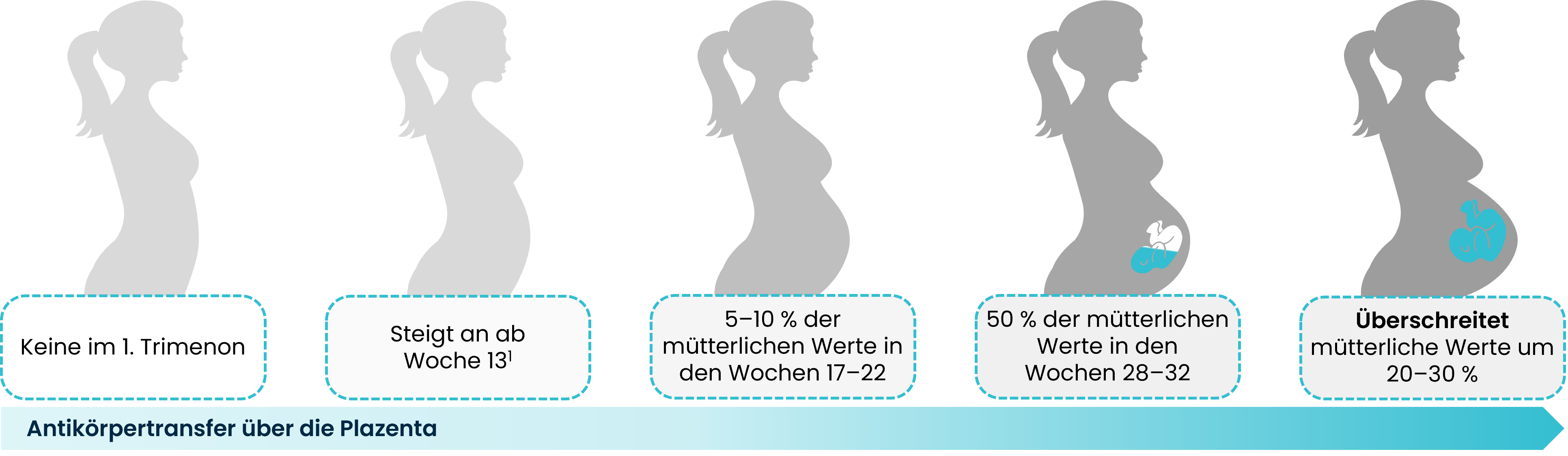 Grafik Schwangerschaft