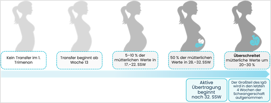 Grafik Pertussis in der Schwangerschaft