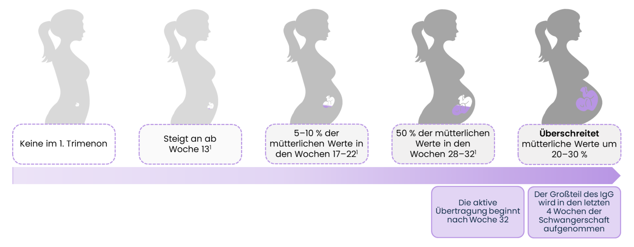 maternalen Antikörper