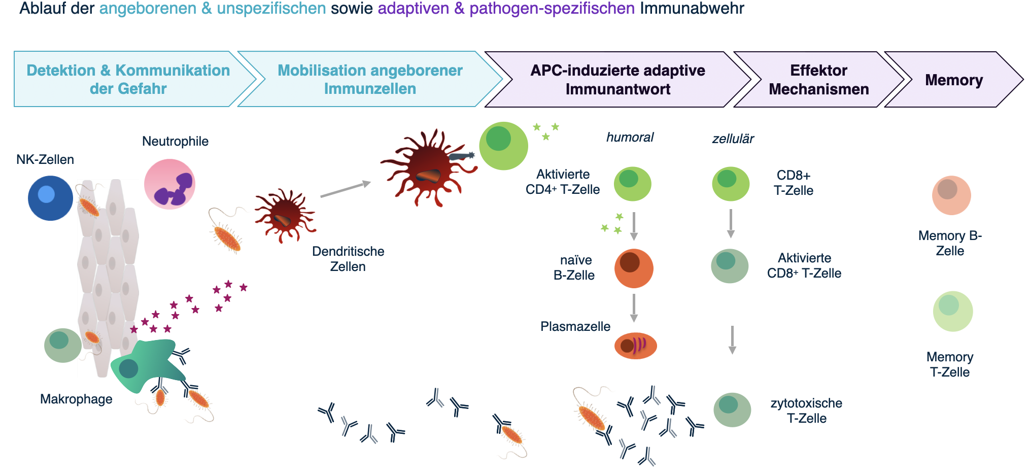 Grafik Immunabwehr